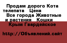  Продам дорого Кота-телепата › Цена ­ 4 500 000 - Все города Животные и растения » Кошки   . Крым,Гвардейское